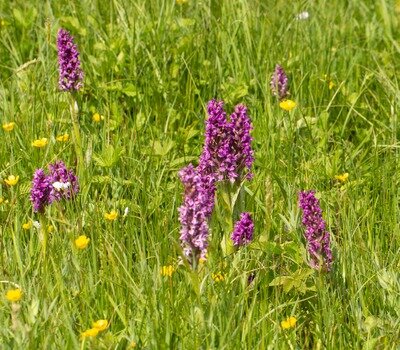 Loisirs Balade la découverte la réserve d Housta