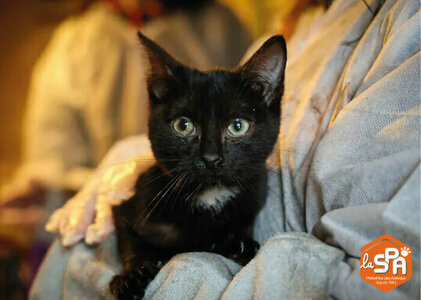 Loisirs Collecte d aliments pour chats profit la maison de Tourcoing