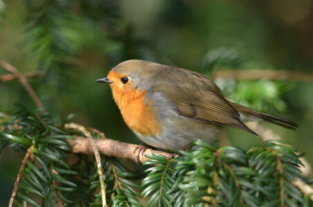 Loisirs Balade naturaliste : monde magique poétique oiseaux