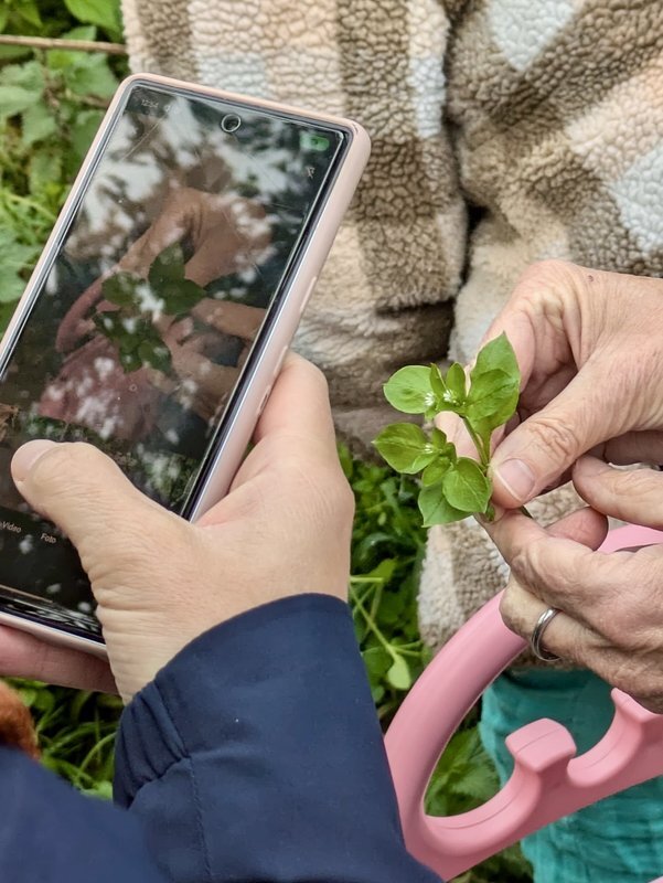 Loisirs Balade la découverte plantes sauvages médicinales comestibles