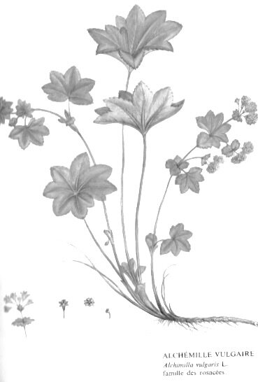 Loisirs Plantes sauvages comestibles médicinales autour château Wannes