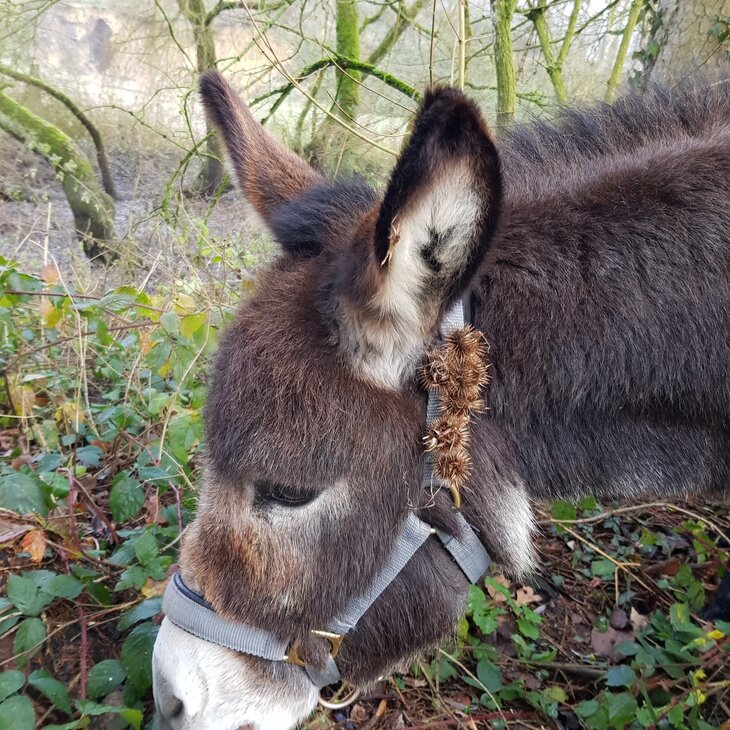 Loisirs Balade avec âne