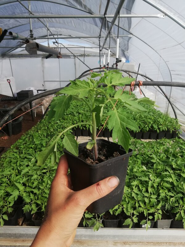 Loisirs Vente plants légumes biologiques