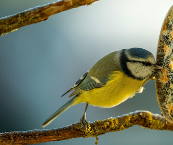 Loisirs Sortie Oiseaux jardins