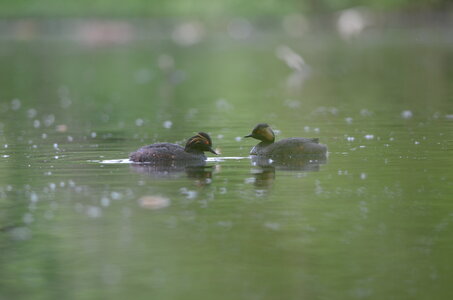 Loisirs Balade naturaliste : murmurations