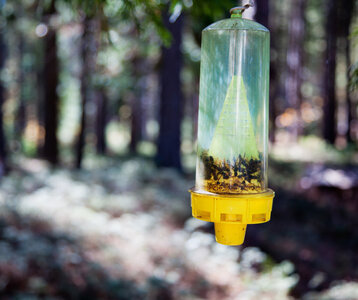 Stages,cours atelier fabrication pièges frelons pattes jaunes frelons asiatiques)