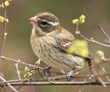 Loisirs Balade ornitho GON