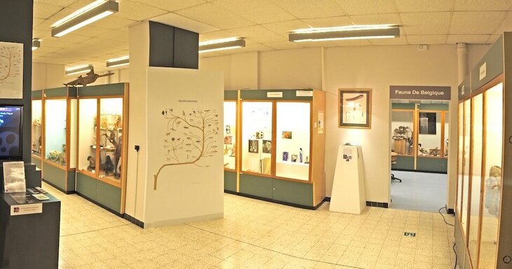 Expositions Nocturnes - Muséum d Anthropologie de Zoologie