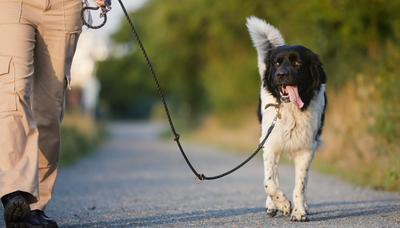 Loisirs Balade canine