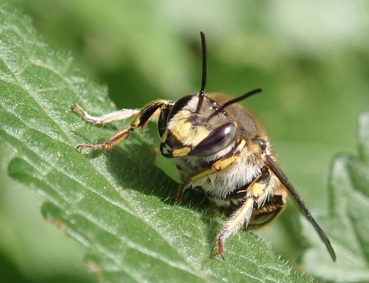 Conférences Le Cercle Royal Horticole organise conférence les abeilles sauvages