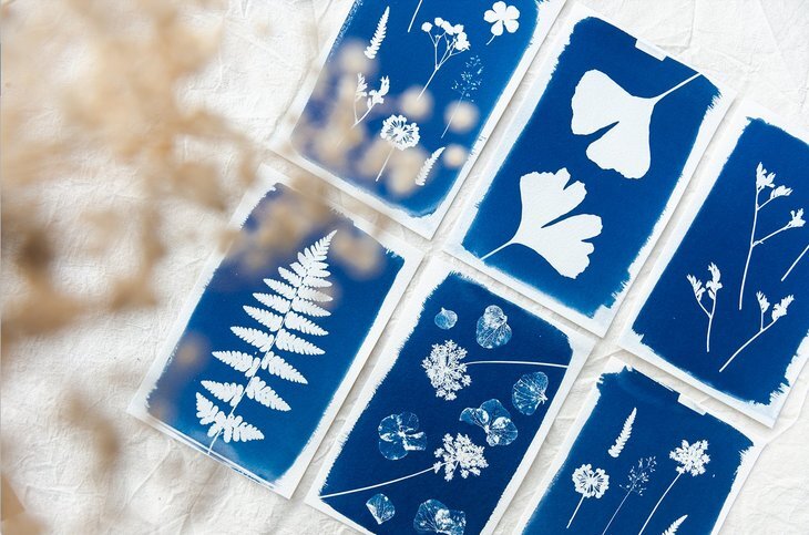 Stages,cours Impression d un herbier cyanotype