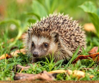 Conférences Conférence le hérisson