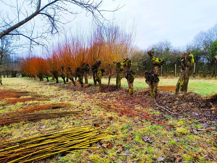 Stages,cours Atelier vannerie : pelage d’osier