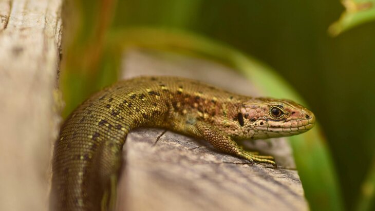 Loisirs Rdv nature - Secrets reptiles