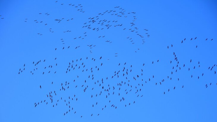 Loisirs Rdv Nature - oiseaux migrateurs Domaine