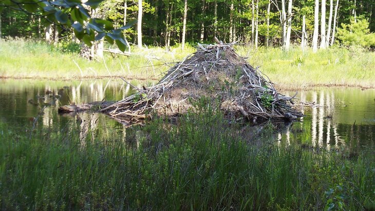 Loisirs Rdv nature - les traces castor