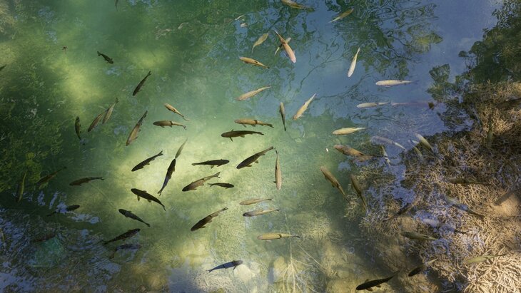 Loisirs Rdv nature - monde fascinant poissons