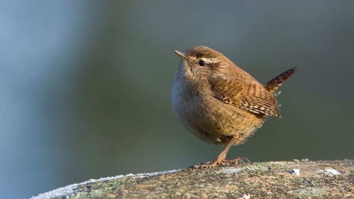 Loisirs Rdv Nature - l art baguage