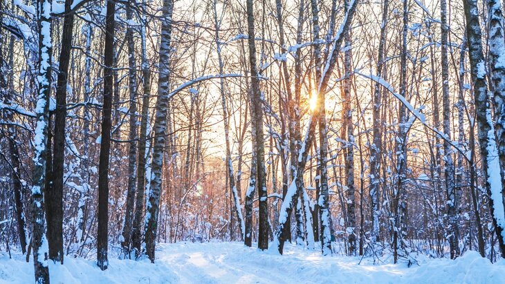 Loisirs Rdv nature - forêt grelottante