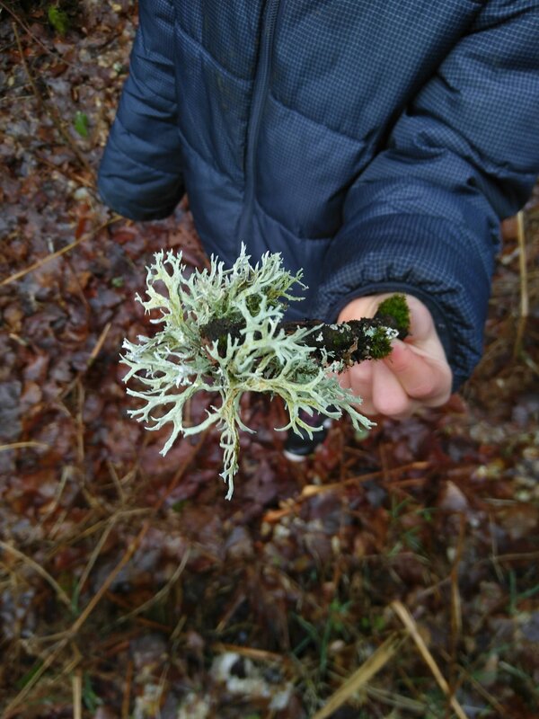 Stages,cours Découverte lichens du protocole Lichens 