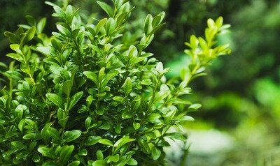 Stages,cours Célébration Rameaux