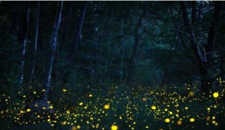 Loisirs A découverte lucioles