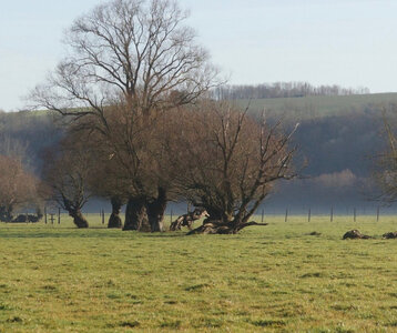 Spectacles Ciné-débat Les trognes, arbres mille visages »