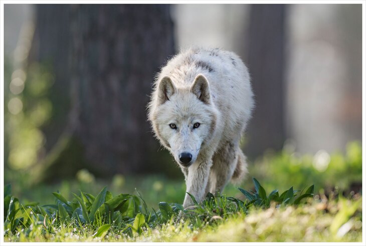 Loisirs Histoires Loups expliquées enfants