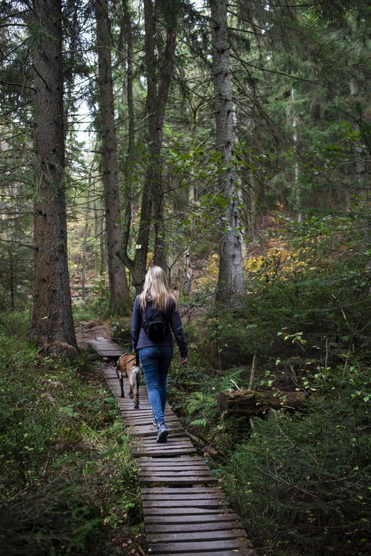 Loisirs Balade canine