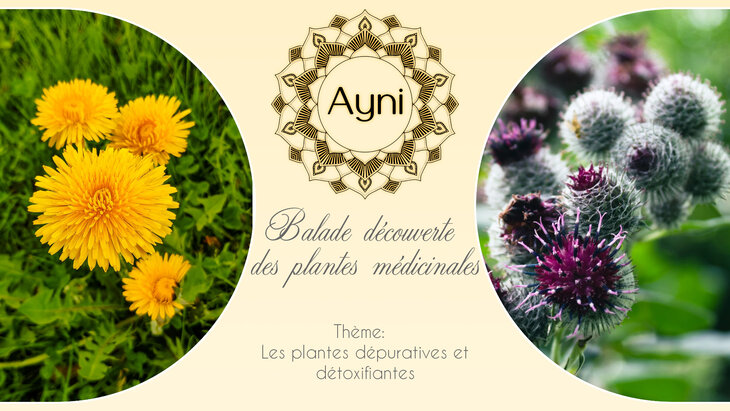 Loisirs Balade découverte plantes médicinales Plantes dépuratives détoxifiantes