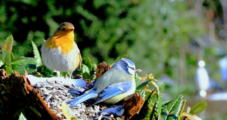 Loisirs Reconnaître chant oiseaux