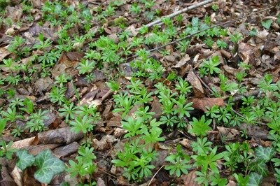 Loisirs Balade cueillette l aspérule
