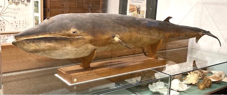 Expositions Atelier Tandem - Mammifères marins