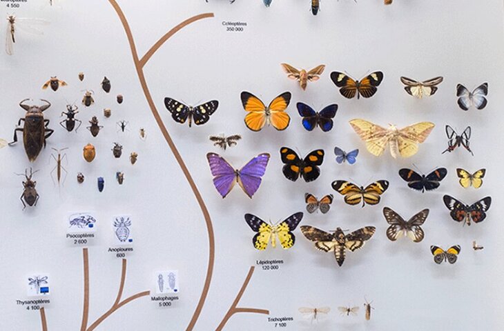 Expositions Visite guidée Muséum Zoologie d Anthropologie