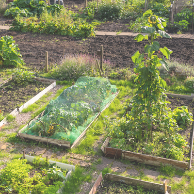 Loisirs Jeudi la Découverte : potager collectif découvrir. Visite Mains Vertes Baul