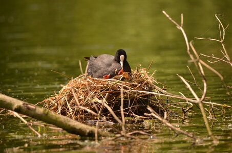 Loisirs Balade naturaliste : palette l artiste