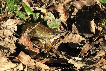 Loisirs COMPLET / Balade naturaliste : grenouilles des tritons