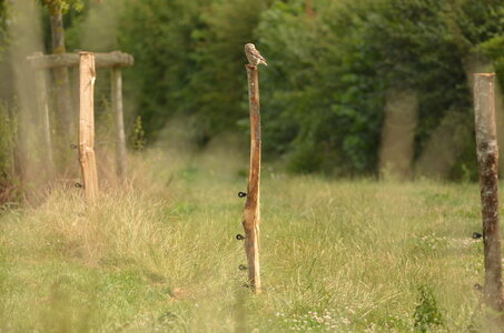 Loisirs COMPLET / Balade naturaliste : chouette, hibou !