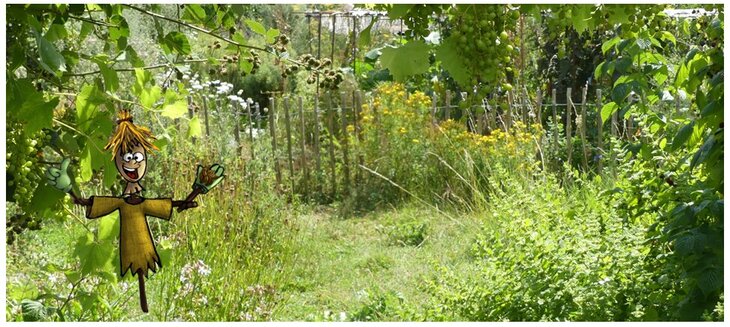 Stages,cours La découverte plantes bienfaisantes