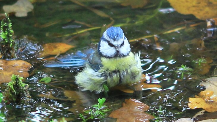 Loisirs Reconnaître chant oiseaux