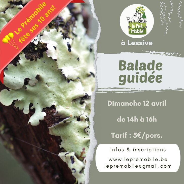 Loisirs Découverte lichens, splendeurs indicatrices la qualité l air