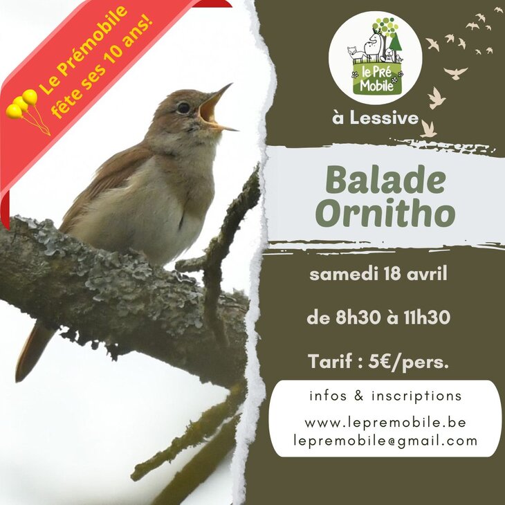 Loisirs Sortie ornitho: la découverte premiers chanteurs