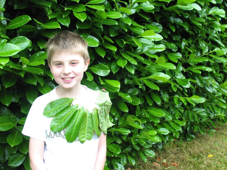 Stages,cours Stage  sculpture végétale