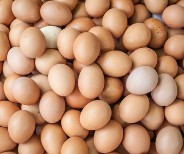 Loisirs La chasse (vrais) œufs