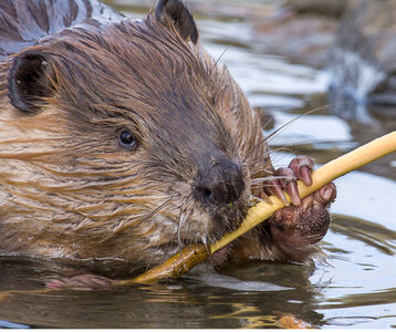 Loisirs Plantations pour accueillir castors abords la Marque