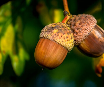 Loisirs Balade autour l’arboretum Stéphane-Hessel
