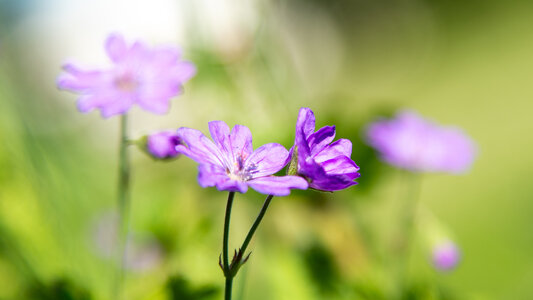 Loisirs Sortie nature avec CPN L Héron dans l eau