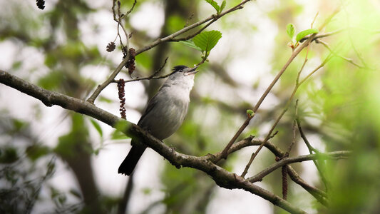 Loisirs Balade naturaliste :  Edit(h)ons chant Piafs 