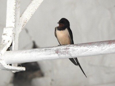 Loisirs Balade Hirondelles Martinets fil Lens verre l amitié