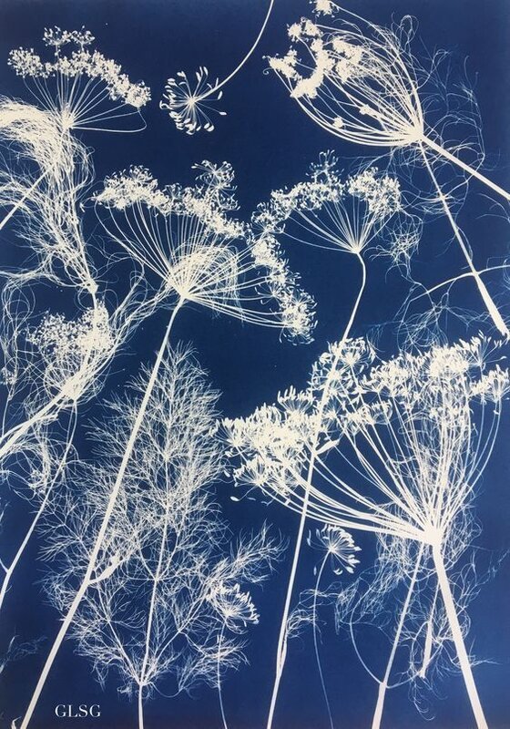 Stages,cours Cyanotype